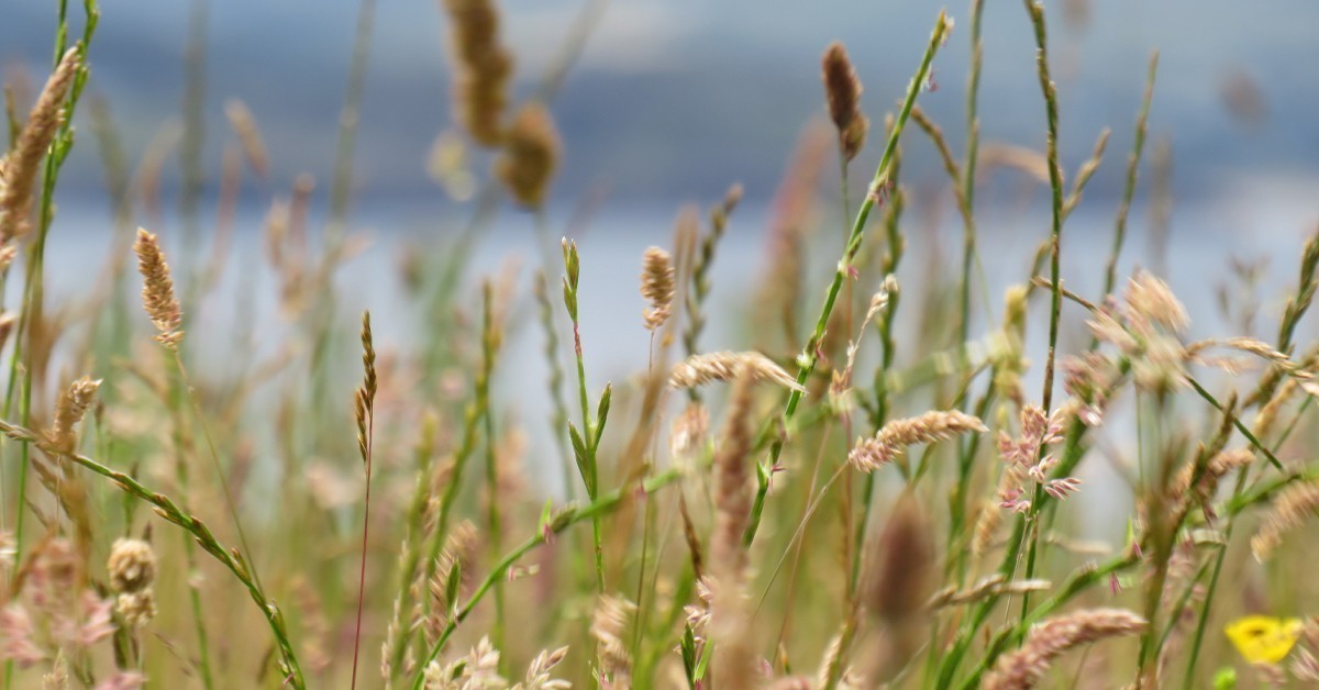 covid19-grief-bereavement-support